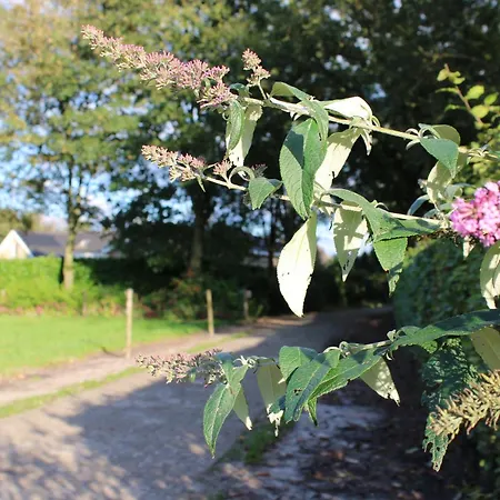 אכסניה Natuurhuisje 't Hoogbos - Bosrand Schijf