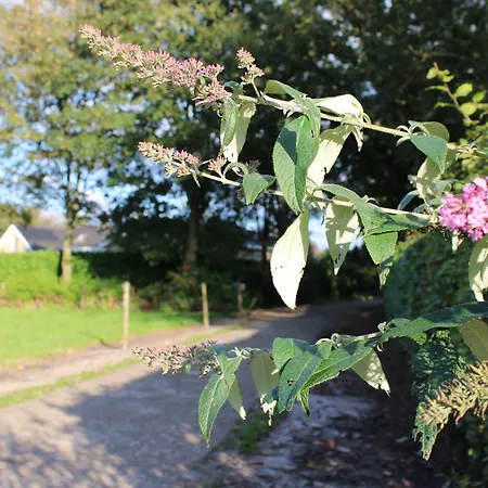 Lodge Natuurhuisje 't Hoogbos - Bosrand Schijf